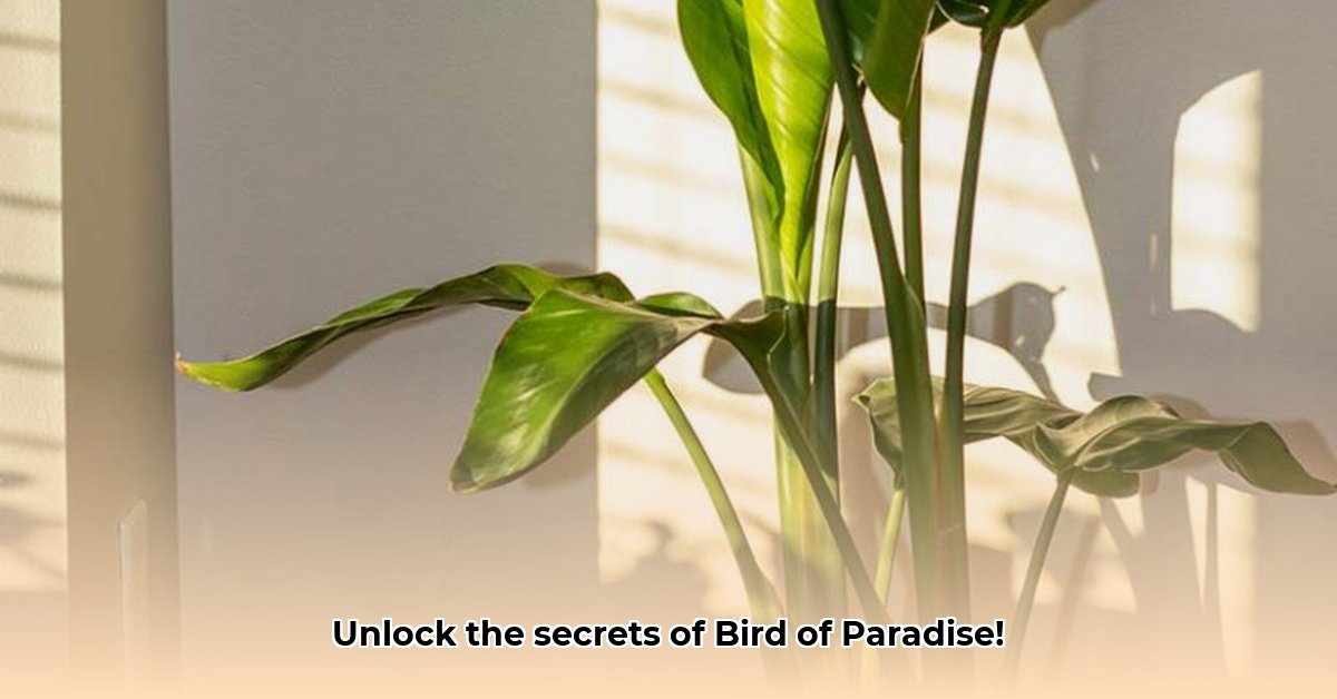 bird-of-paradise-indoor-plant-benefits